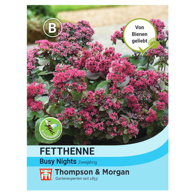 Blumensamen, Fetthenne 'Busy Nights', 200 Stück