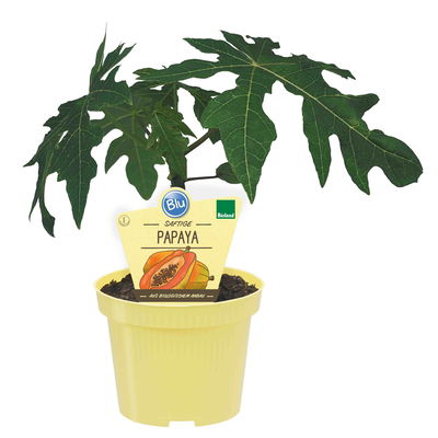 Blu Bio Papayapflanze, Topf-Ø 12 cm, 2er Set Blu Bio Papayapflanze, Topf-Ø 12 cm, 2er Set