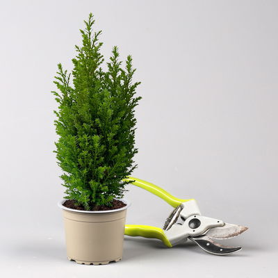 Gelbe Kegelzypresse 'Ellwood's Gold', Topf-Ø  9 cm, 8 Pflanzen