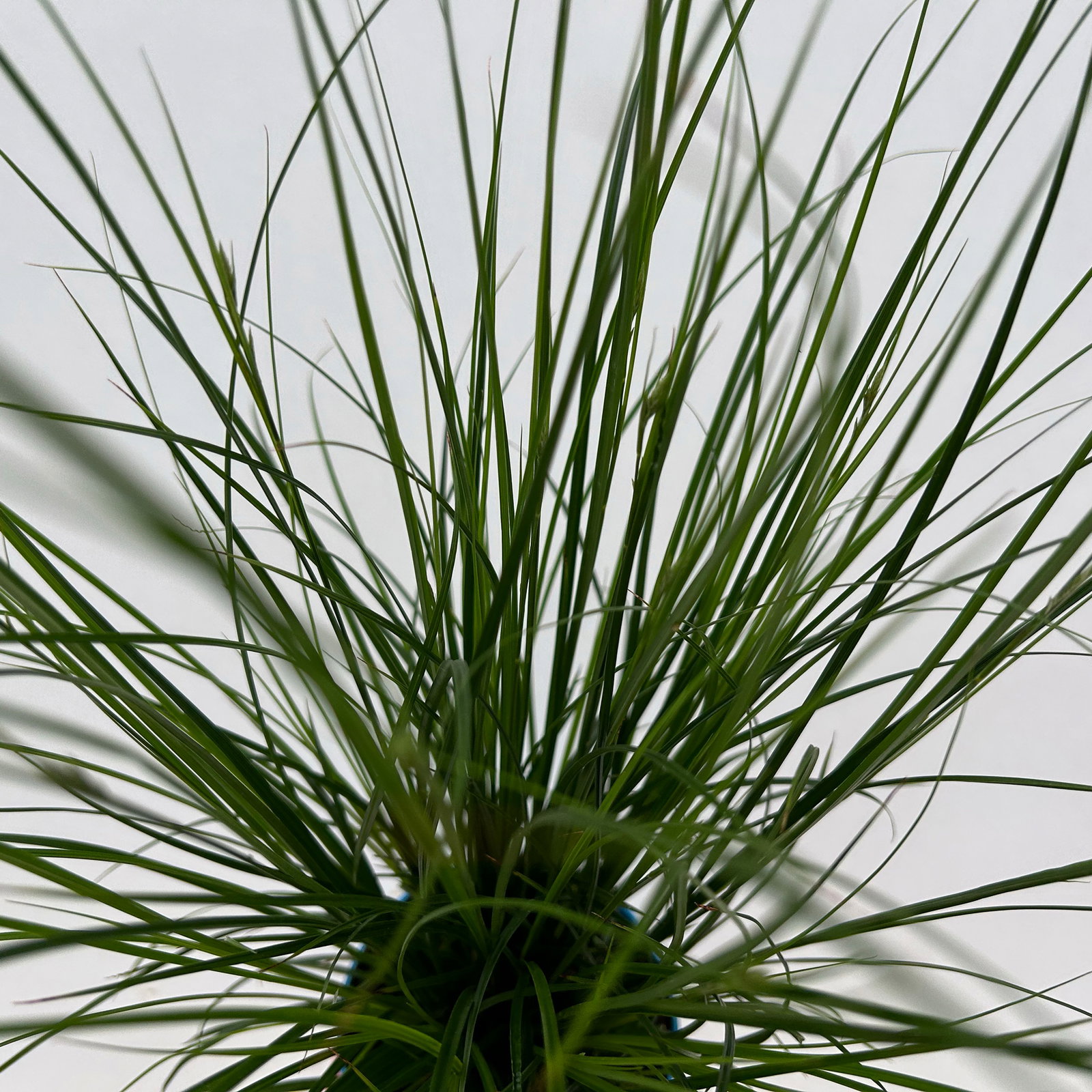 Bio Segge, dunkelgrün, Topf-Ø 12 cm, 3 Pflanzen