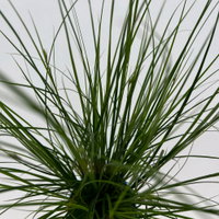 Bio Segge, dunkelgrün, Topf-Ø 12 cm, 3 Pflanzen