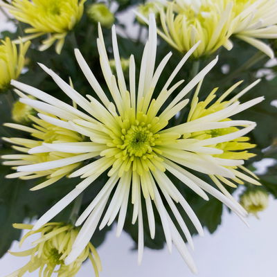 Chrysanthemen Spider Anansi™ White, spinnenblütig, Topf-Ø 14 cm, 4 Pflanzen