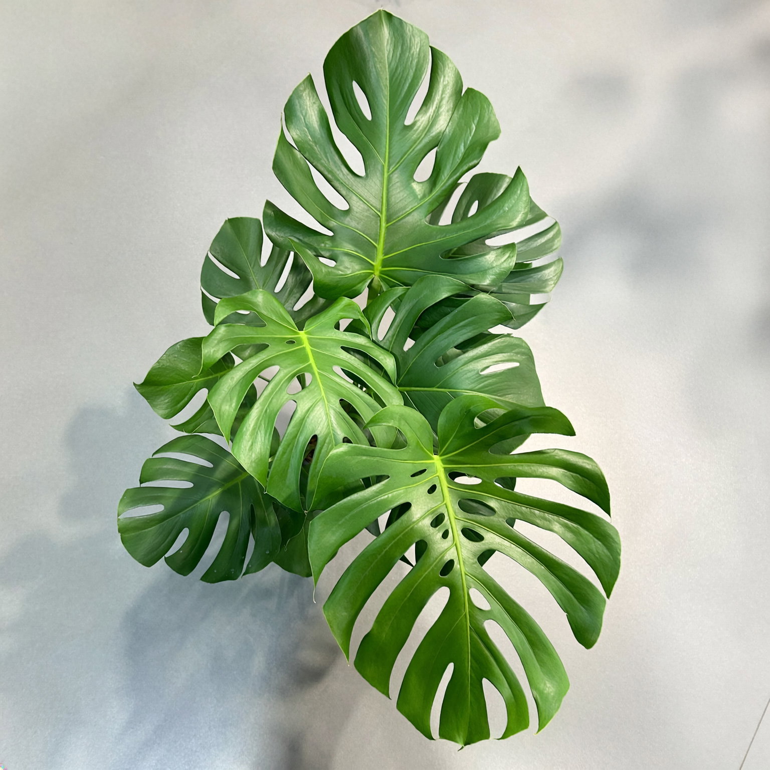 Monstera deliciosa, Busch, Topf-Ø 19 cm, Höhe ca. 80 cm