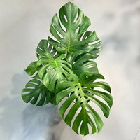 Monstera deliciosa, Busch, Topf-Ø 19 cm, Höhe ca. 80 cm