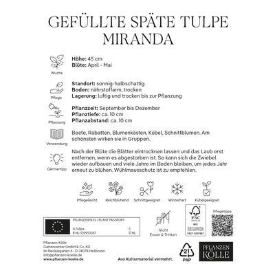 Gefüllte späte Tulpen Miranda rot, 7 Blumenzwiebeln Gefüllte späte Tulpen Miranda rot, 7 Blumenzwiebeln