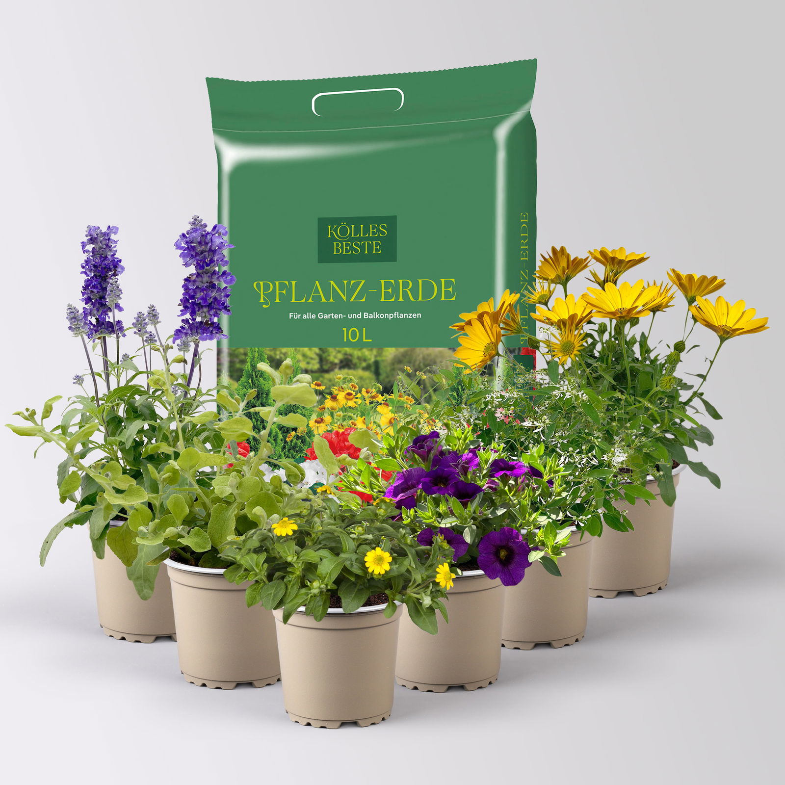 Pflanzenkreation 'Swimmingpool', 6 Pflanzen inkl. Erde