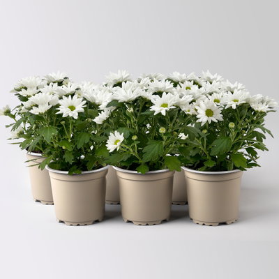 Chrysanthemen 'Swifty', weiß, Topf-Ø 10,5 cm, 6 Pflanzen