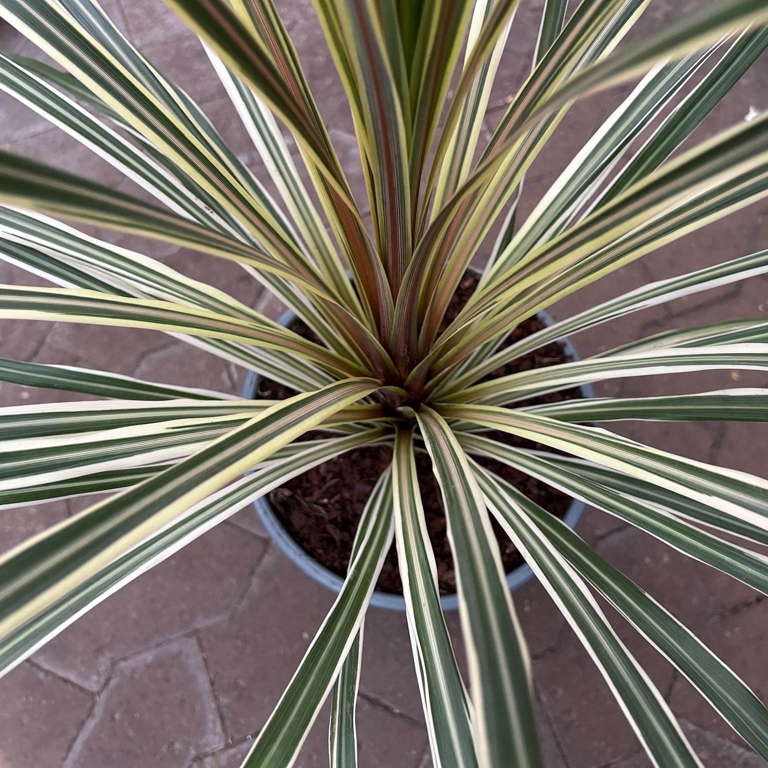 Keulenlilie 'Variegata', grün-weiß, Topf-Ø 24 cm Keulenlilie 'Variegata', grün-weiß, Topf-Ø 24 cm