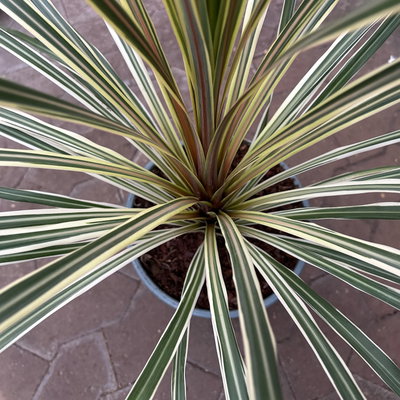 Keulenlilie 'Variegata', grün-weiß, Topf-Ø 24 cm Keulenlilie 'Variegata', grün-weiß, Topf-Ø 24 cm
