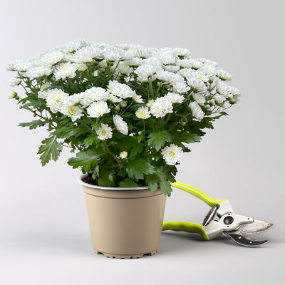 Chrysanthemen, weiß, Topf-Ø 14 cm, 4 Pflanzen Chrysanthemen, weiß, Topf-Ø 14 cm, 4 Pflanzen