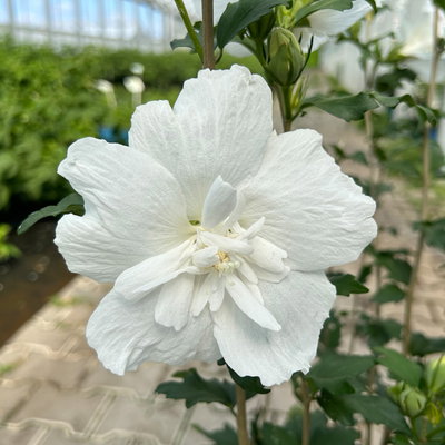 Garten-Hibiskus 'White Chiffon®', weiß, Höhe ca. 40-60 cm, Topf 5 Liter Garten-Hibiskus 'White Chiffon®', weiß, Höhe ca. 40-60 cm, Topf 5 Liter