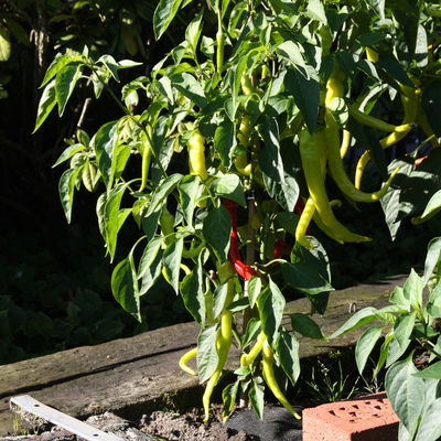 Blu Bio Chili 'Milder Spiral', Topf-Ø 12 cm, 3er Set