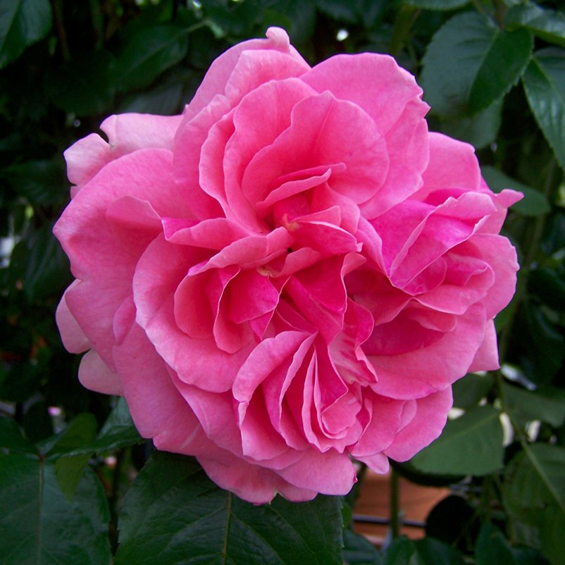 Kletterrose 'Kölle's Rosenpoesie®', rosa-changierend, Topf 6 Liter