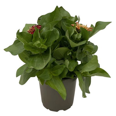 Zinnie 'Trio' bunt, Mix nach Verfügbarkeit, Topf-Ø 12 cm, 6 Pflanzebn