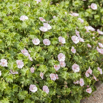 Bio Storchschnabel, zartrosa, Topf 9x9 cm, 3 Pflanzen