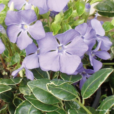 Vinca minor 'Ralph Shugert' (Immergrün), 9 cm Topf, 12er-Set Vinca minor 'Ralph Shugert' (Immergrün), 9 cm Topf, 12er-Set