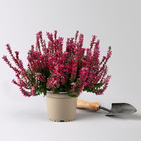 Heide 'Garden Girls® Lönneby', rot, Topf-Ø 13 cm, 6 Pflanzen