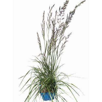 Bio Reitgras 'Overdam', weiß-grün gestreift, Topf 5 Liter Bio Reitgras 'Overdam', weiß-grün gestreift, Topf 5 Liter