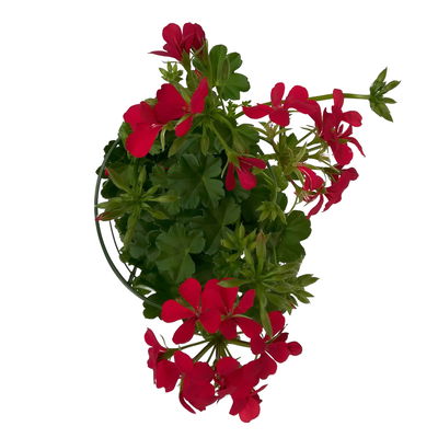 Geranie 'Rainbow Red'  rot, hängend, Topf-Ø 13 cm, 6 Pflanzen