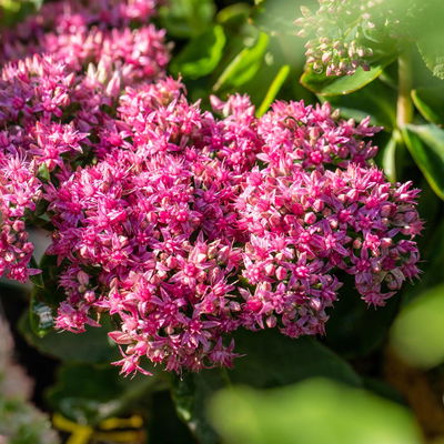Prächtige Fetthenne 'Abendrot' karminrosa, Höhe 40 cm, Topf 3 Liter