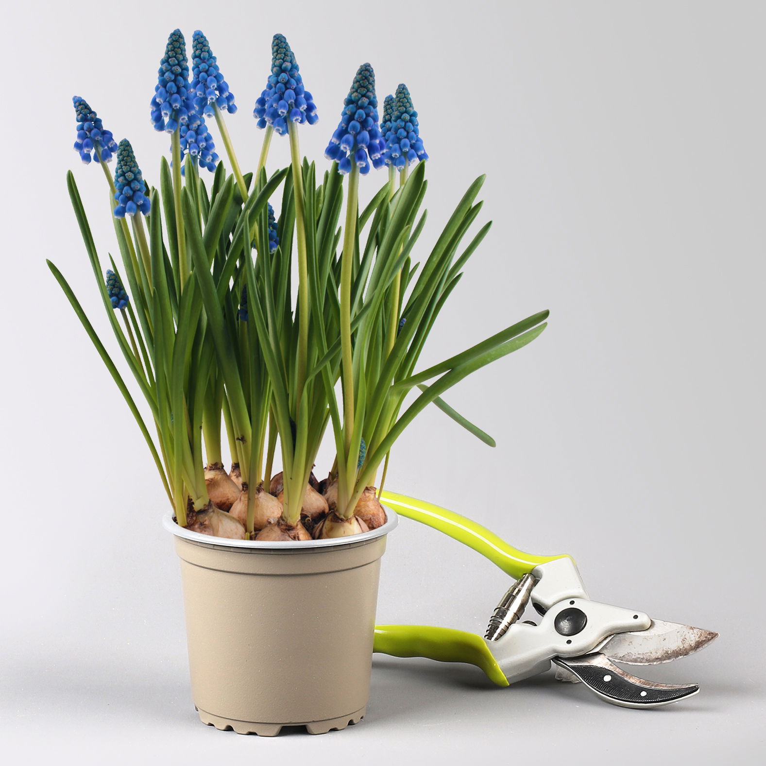 Zwiebelpflanzen-Set Frühlingsleuchten, blau-weiß-rot, 9 Pflanzen