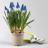 Zwiebelpflanzen-Set Frühlingsleuchten, blau-weiß-rot, 9 Pflanzen