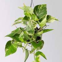 Grünpflanzen-Set Episches-Trio, Hängeampel-Ø 15 cm, 3 Pflanzen