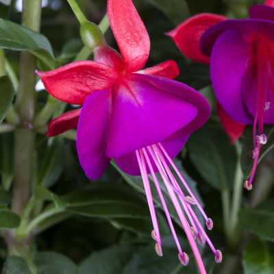 Fuchsien stehend, rosa/rot-lila, Topf-Ø 12 cm, 6er-Set Fuchsien stehend, rosa/rot-lila, Topf-Ø 12 cm, 6er-Set