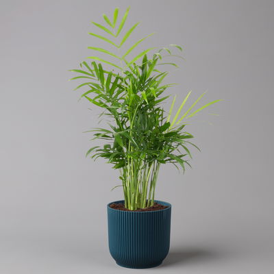 Bergpalme mit Übertopf Vibes blau, Topf-Ø 12 cm, Höhe ca. 30 cm, 2er-Set Bergpalme mit Übertopf Vibes blau, Topf-Ø 12 cm, Höhe ca. 30 cm, 2er-Set