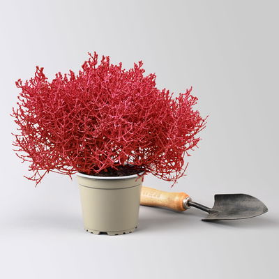 Calocephalus, rot gefärbt, Topf-Ø 12 cm, 6 Pflanzen