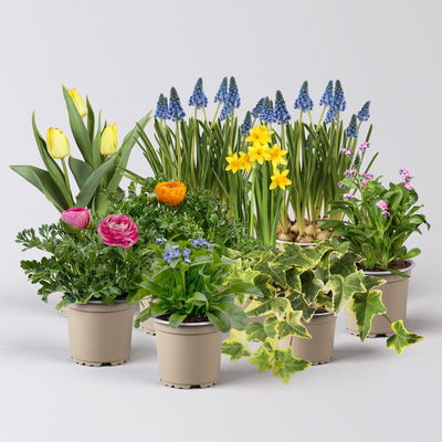 Pflanzenkreation Bunter Frühling, 9 Pflanzen Pflanzenkreation Bunter Frühling, 9 Pflanzen