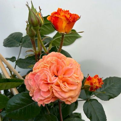 Beetrose 'Westzeit®' orange-apricot, Topf 5 Liter, 4 Pflanzen Beetrose 'Westzeit®' orange-apricot, Topf 5 Liter, 4 Pflanzen
