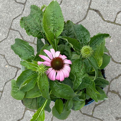 Echinacea purpurea 'Magnus' purpurrosa, Topf 3 Liter