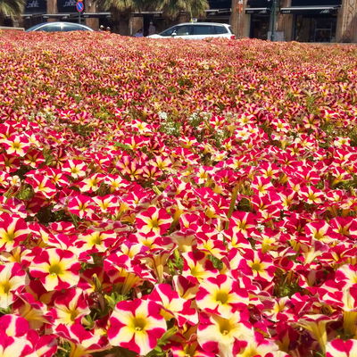 Petunie 'Amore® Queen of Hearts' rot-gelb, hängend, Topf-Ø 13 cm, 6 Pflanzen