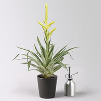 Tillandsie oerstediana, gelb, im Übertopf Dallas anthrazit, Topf-Ø 12 cm