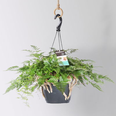 Tarantelfarn, Ampeltopf-Ø 18 cm, Höhe ca. 30 cm Tarantelfarn, Ampeltopf-Ø 18 cm, Höhe ca. 30 cm