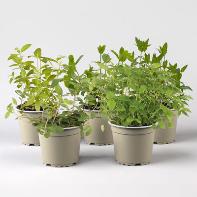 Bio Kräuter-Set 'Heiß & Kalt', 5 Pflanzen, Topf-Ø 12cm Bio Kräuter-Set 'Heiß & Kalt', 5 Pflanzen, Topf-Ø 12cm