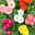 Gerbera, Farbmix zufällig, Topf-Ø 12 cm, 6 Pflanzen