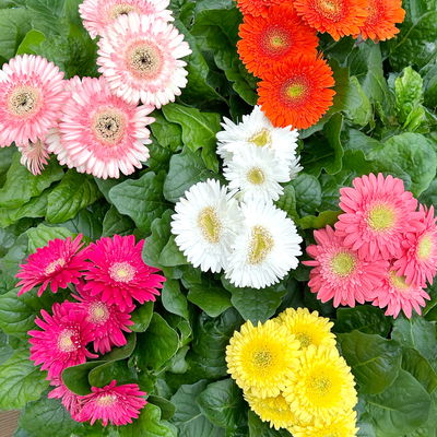Gerbera, Farbmix zufällig, Topf-Ø 12 cm, 6 Pflanzen