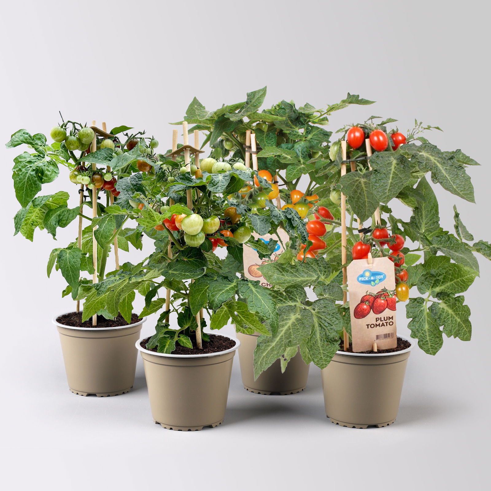 Kölle Naschgemüse Tomaten Mix 'Pick-&-Joy®, Topf-Ø 14 cm, 4 Pflanzen