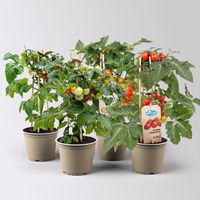 Kölle Naschgemüse Tomaten Mix 'Pick-&-Joy®, Topf-Ø 14 cm, 4 Pflanzen