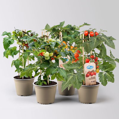 Kölle Naschgemüse Tomaten Mix 'Pick-&-Joy®, Topf-Ø 14 cm, 4 Pflanzen