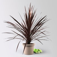 Keulenlilie 'Red Star', rotlaubig, Topf-Ø 24 cm, Höhe ca. 90 cm Keulenlilie 'Red Star', rotlaubig, Topf-Ø 24 cm, Höhe ca. 90 cm