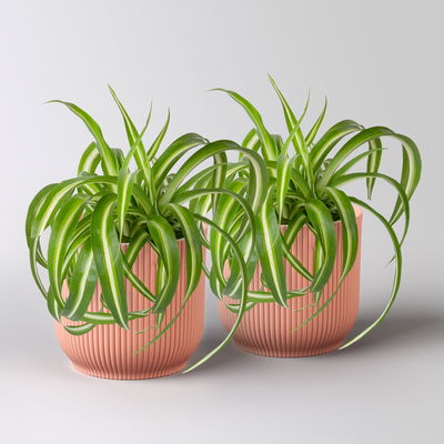 Grünlilie 'Bonnie', Topf-Ø 12 cm, inkl. Übertopf Vibes rosa, 2 Pflanzen Grünlilie 'Bonnie', Topf-Ø 12 cm, inkl. Übertopf Vibes rosa, 2 Pflanzen