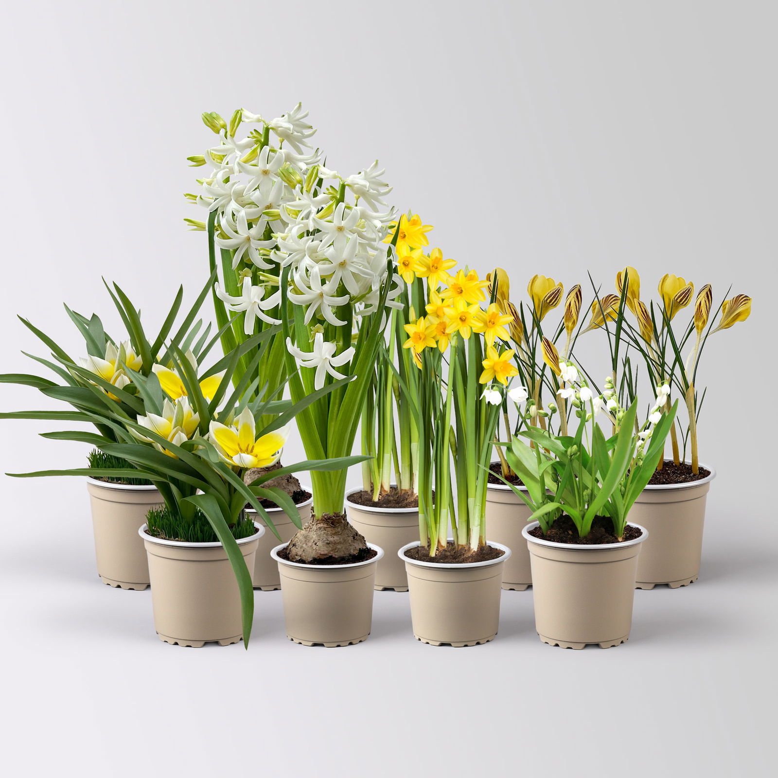Zwiebelpflanzen-Set Frühlingsbote, gelb-weiß, 9 Pflanzen Zwiebelpflanzen-Set Frühlingsbote, gelb-weiß, 9 Pflanzen