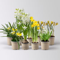 Zwiebelpflanzen-Set Frühlingsbote, gelb-weiß, 9 Pflanzen Zwiebelpflanzen-Set Frühlingsbote, gelb-weiß, 9 Pflanzen