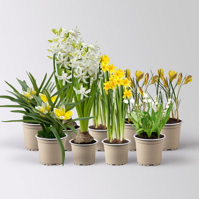 Zwiebelpflanzen-Set Frühlingsbote, gelb-weiß, 9 Pflanzen Zwiebelpflanzen-Set Frühlingsbote, gelb-weiß, 9 Pflanzen