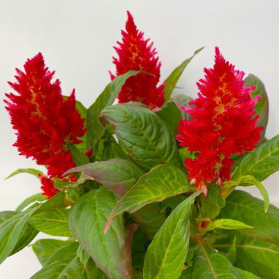 Celosia 'Kelos Fire Red' rot, Topf-Ø 12 cm, 6 Stück