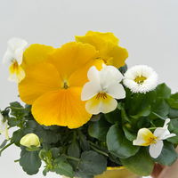 Frühlingmix, gelb, Topf-Ø 13 cm, 6 Pflanzen