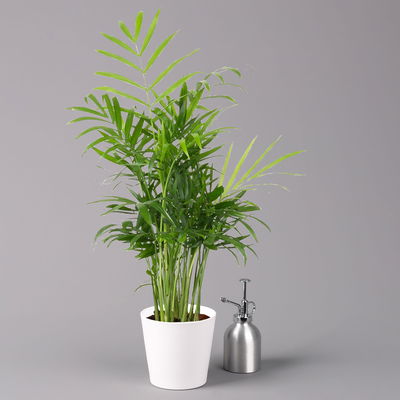 Bergpalme mit Keramiktopf Dallas weiß, Topf-Ø 12 cm, Höhe ca. 30 cm, 3er-Set